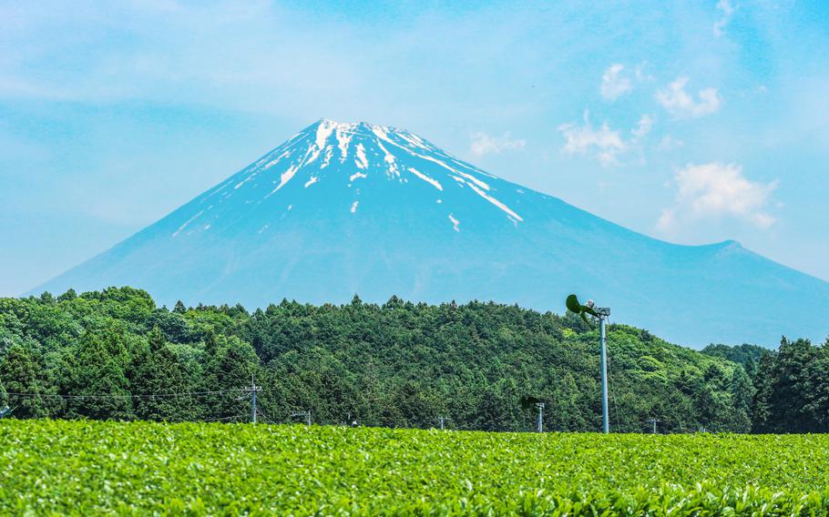 Beautiful Fuji mountain and fresh organic green tea farm in summer season.