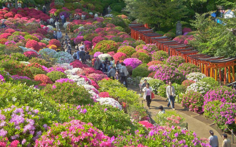 Bunkyo Azalea Festival (Tsutsuji Matsuri)