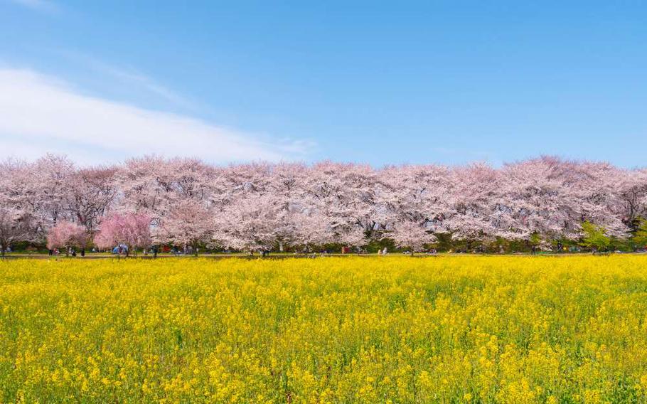 Cherry blossom trees are in bloom at Kumagaya Sakura Tsutsumi.