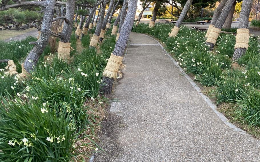 Narcissus flowers