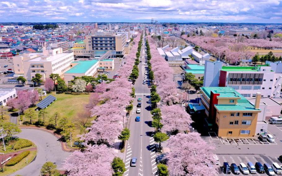 cherry blossom on Kanchogai Street