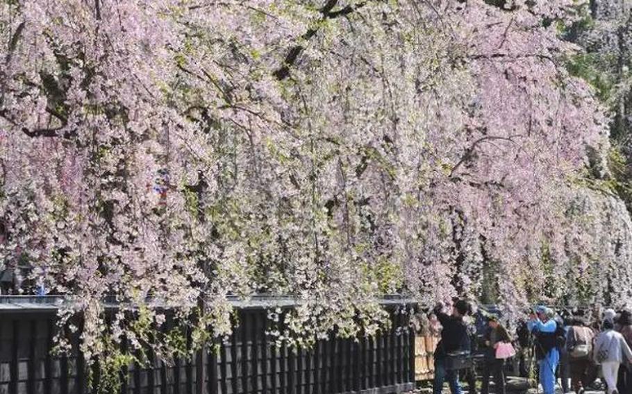 Weeping cherry tree blossoms along Kakunodate Bukeyashiki-dori (Akita)