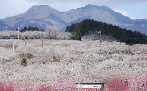 Misato Plum Festival: Enjoy a bounty of blossoms in Gunma