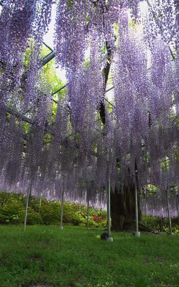 Wisteria at Ashikaga Flower Park