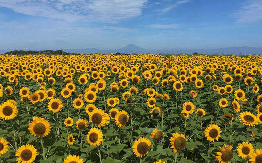 If you’re lucky, you can see Mount Fuji past the sunflowers just over Sagami Bay.