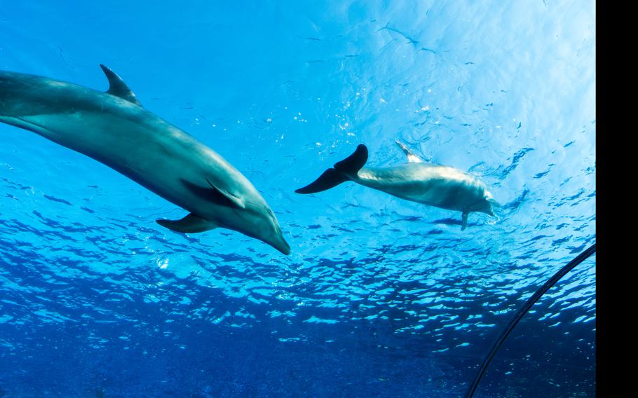 dolphins at Yokohama Hakkeijima Sea Paradise