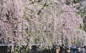 Weeping cherry tree blossoms along Kakunodate Bukeyashiki-dori (Akita)