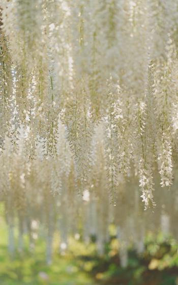 Wisteria at Ashikaga Flower Park