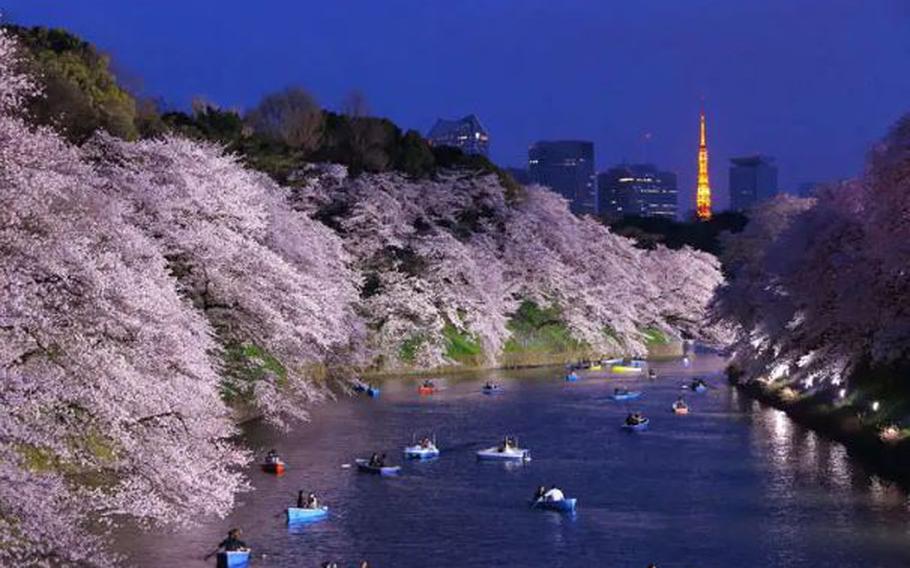 Cherry blossoms at night along Chidorigafuchi Park (Tokyo)