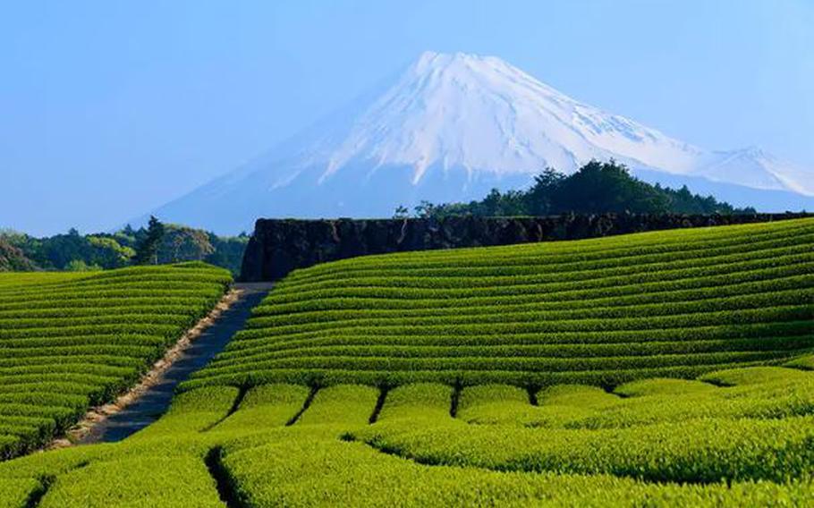 Mount Fuji seen from Shizuoka’s tea fields