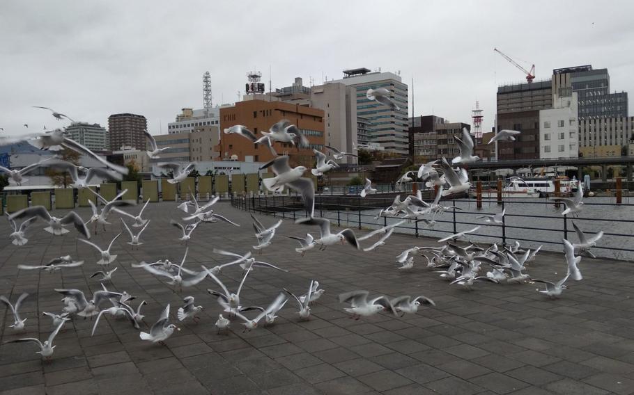 Live sculpture of sea gulls