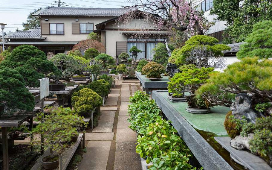Omiya Bonsai Village