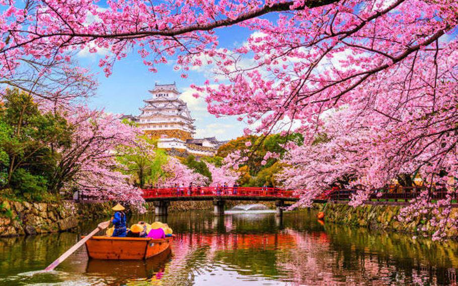 The Best Time To Celebrate Cherry Blossom Season in Japan - Travel Noire