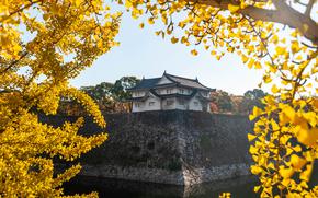 Ishigaki surrounded by sparkling ginkgo in the morning sun