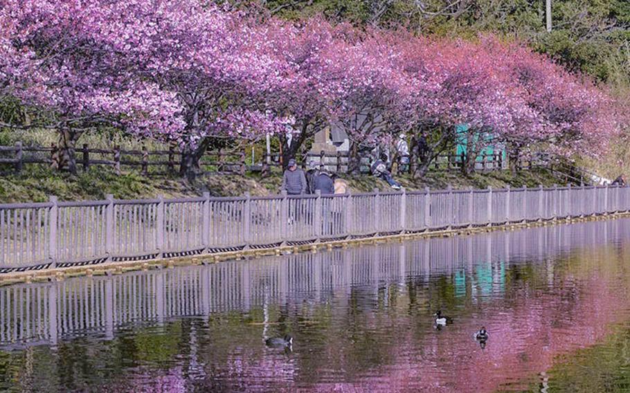 Hanami 2024: The ultimate guide to cherry blossom viewing in Tokyo