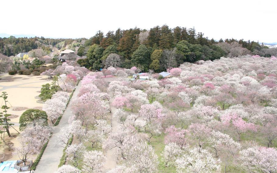 plum blossoms at Kairakuen