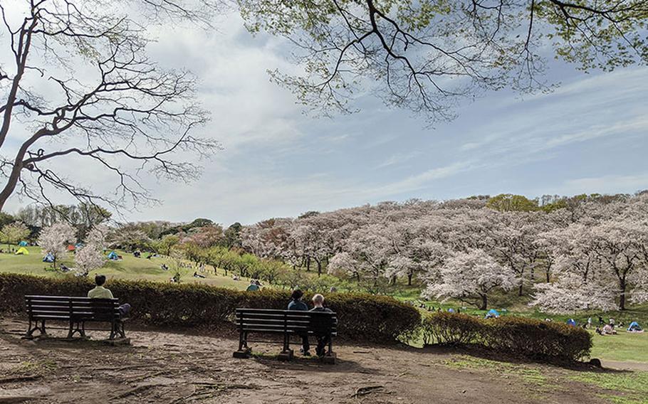 Cherry blossom season at the park. Photos by Taiyo Reimers