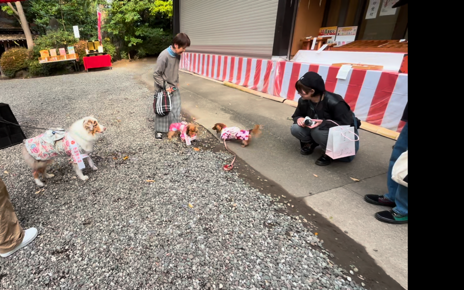 Pet’s 7-5-3 Celebration at Zama Shrine