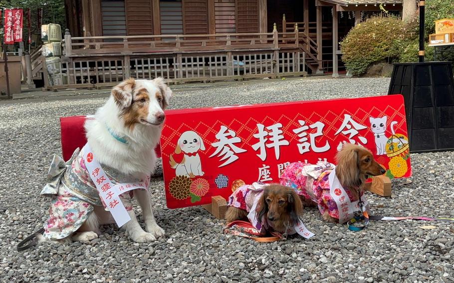 Pet’s 7-5-3 Celebration at Zama Shrine