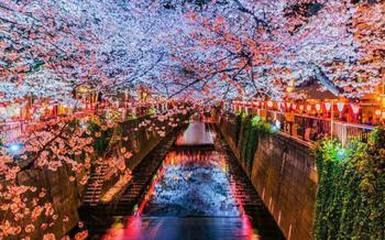 Blossoms along the Meguro River (Tokyo)