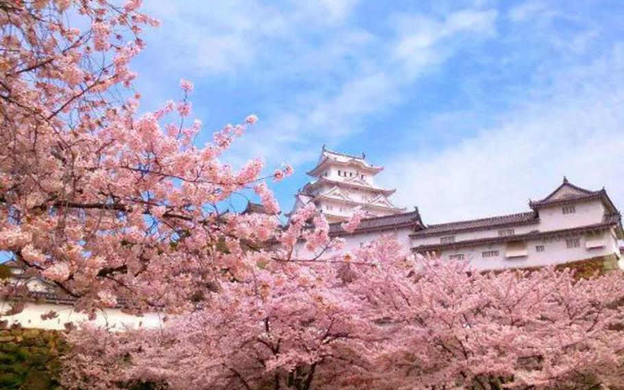 Some of the 1,000 cherry blossoms around Himeji Castle (Hyogo)