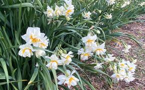 Narcissus flowers