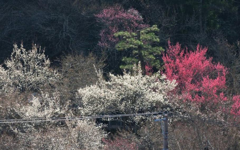 Takao Plum Village