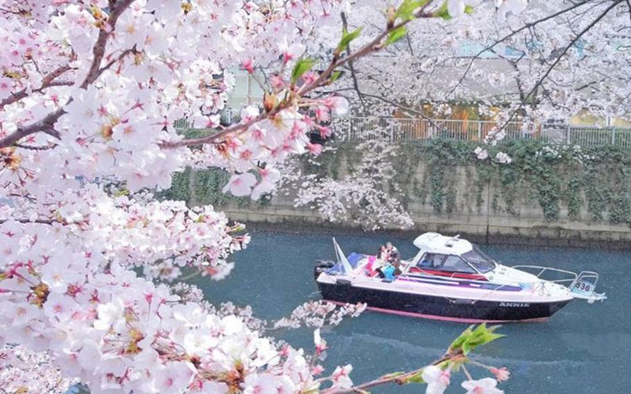 Cruiser 'Annie' running along a sakura-lined stretch of the Meguro River