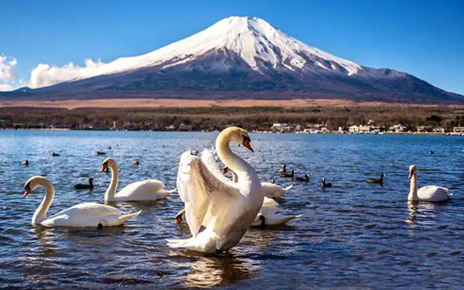 Swans and Mount Fuji (Yamanakako, Nagaike Water Park)