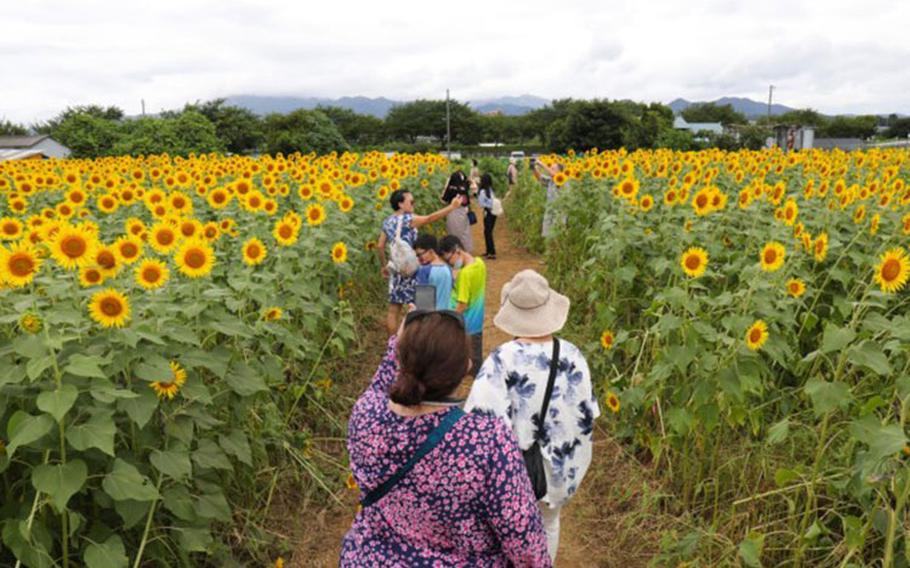 Participants of an Army Community Service tour explore a field of sunflowers during the Zama Sunflower Festival in Japan, Aug. 12, 2022. The Camp Zama ACS conducted the tour as part of its efforts to help community members learn about the local culture. (Photo Credit: Sean Kimmons)