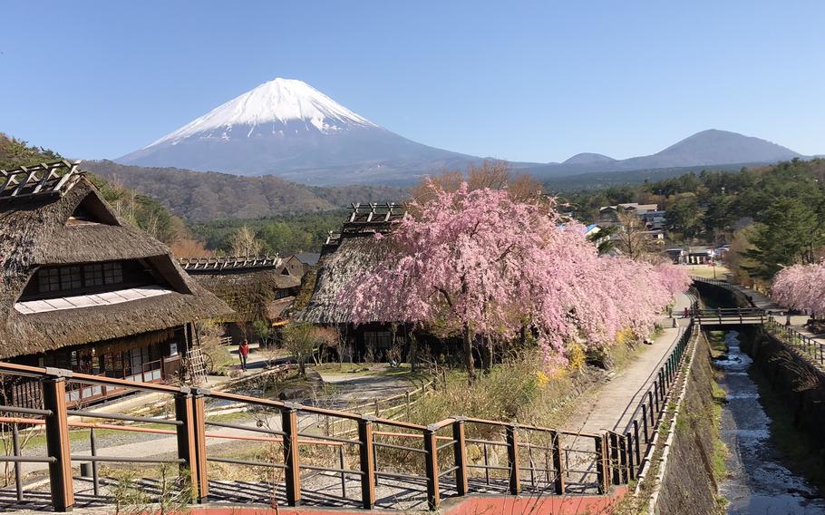 Mt. Fuji and cherry blossom trees