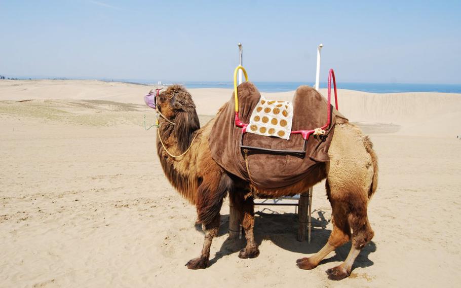 Camels at the sand dunes