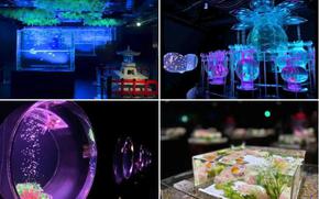 Art Aquarium Museum GINZA