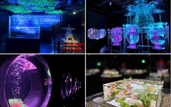 Art Aquarium Museum GINZA
