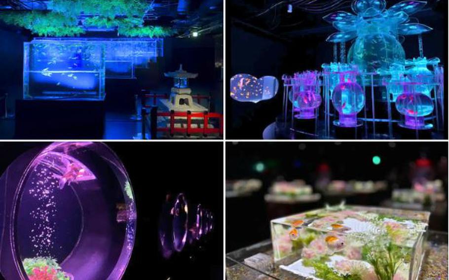 Art Aquarium Museum GINZA