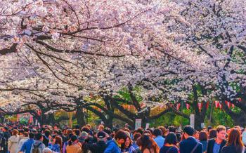 Hanami picnics are a popular pastime in spring (Ueno Park, Tokyo)