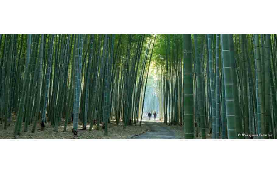 Bamboo Forest at Wakayama Farm