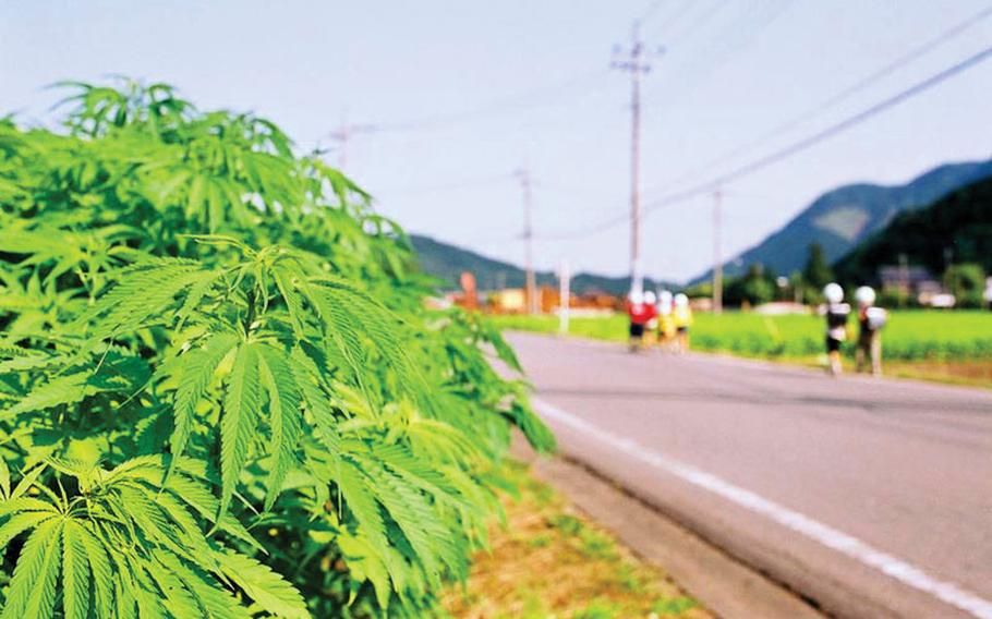 Weed in Japan: History of hemp in The Land of the Rising Sun | Stripes ...