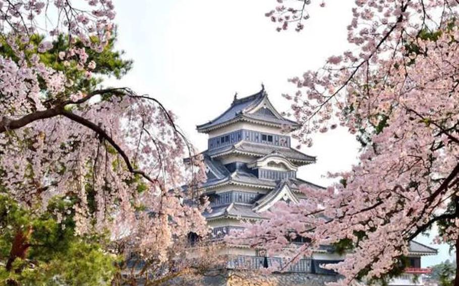 Matsumoto Castle framed by beautiful sakura blossoms (Nagano)