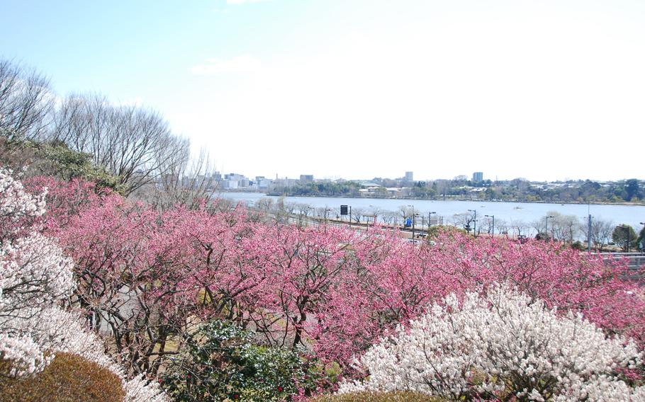 plum blossoms at Kairakuen