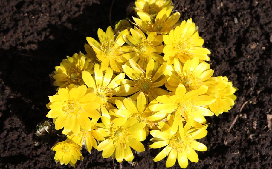 Fukujuso flowers