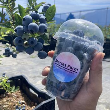 blueberries in Marie’s Farm cup