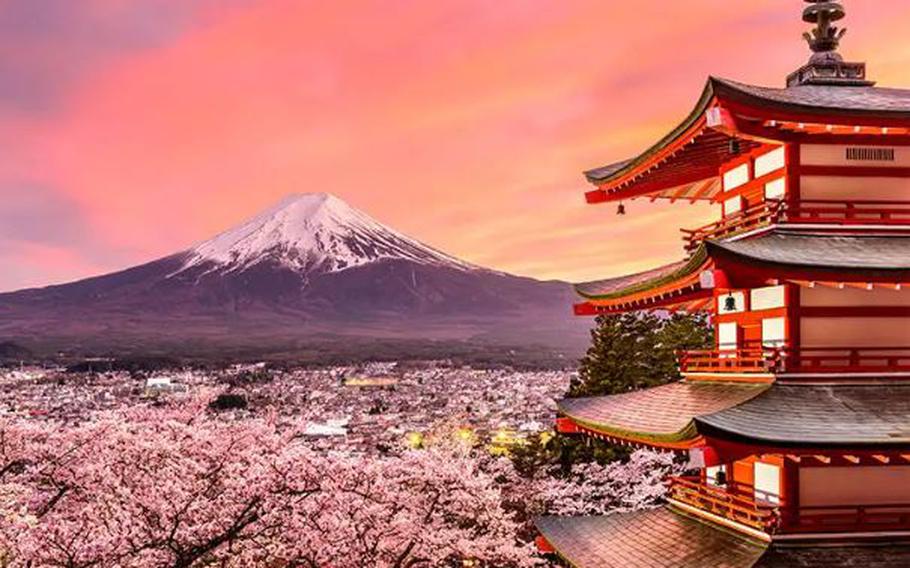 Cherry blossoms and Mount Fuaji
