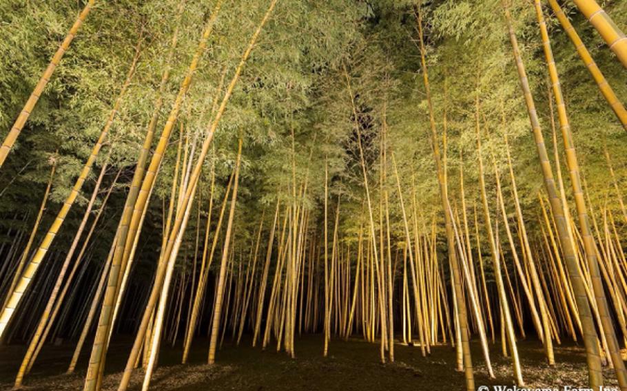 Bamboo Forest at Wakayama Farm at night