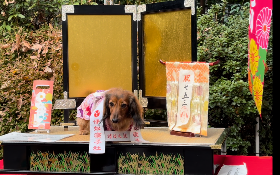 Pet’s 7-5-3 Celebration at Zama Shrine