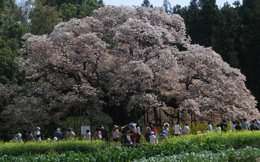 Yoshitaka no ozakura