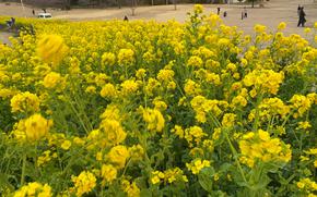 canola flower