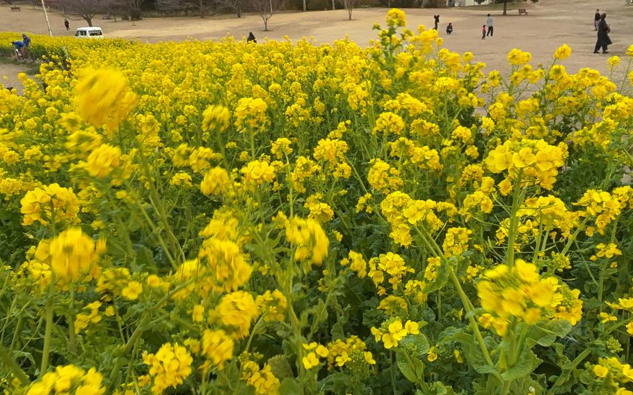 canola flower